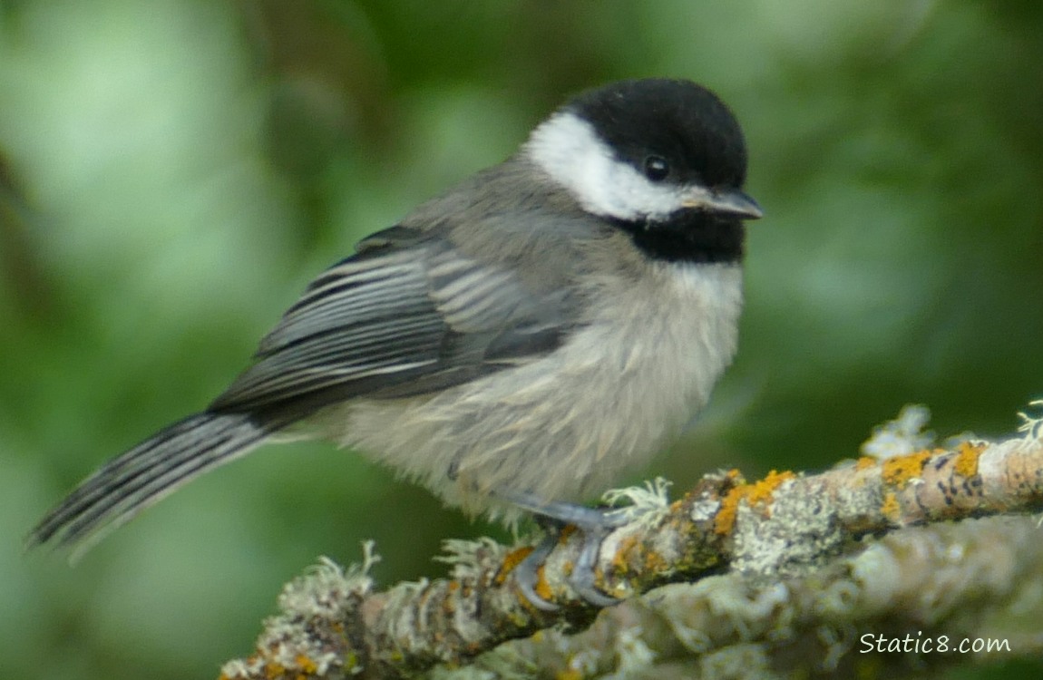 Chickadee standing on a twig