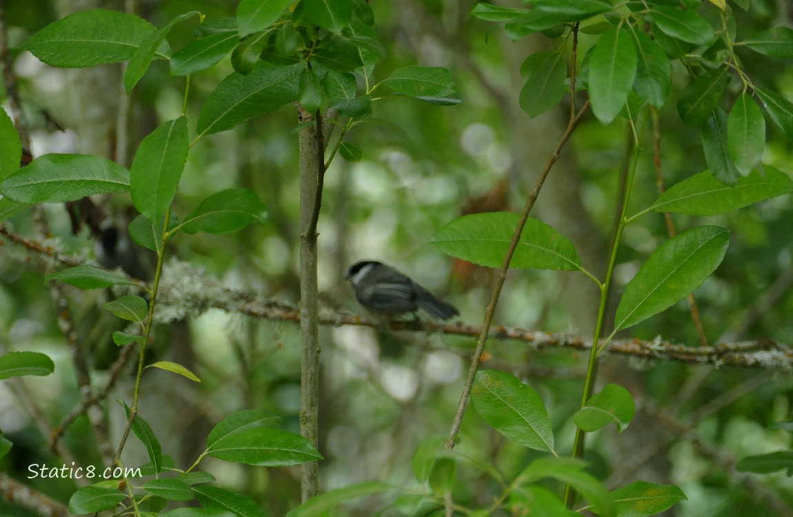 Blurry Chickadee standing on a twig in a bush