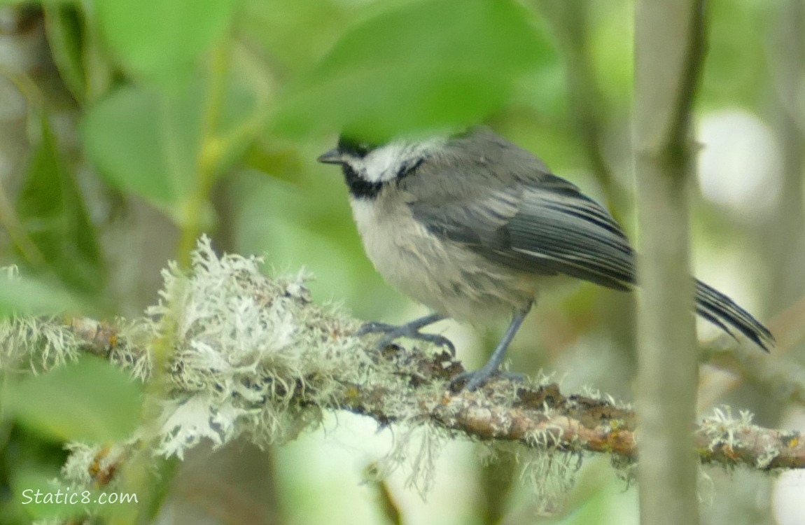 Chickadee standing on a twig, behind a leaf