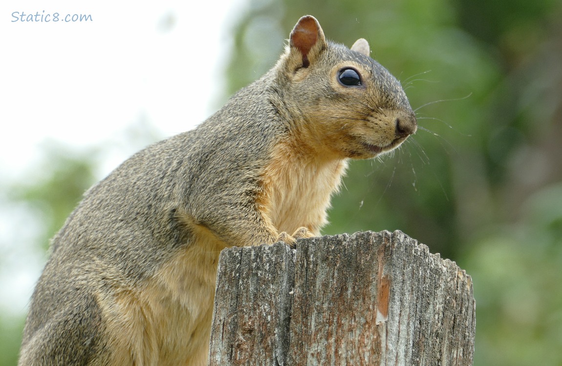 Squirrel sitting on a wood fence