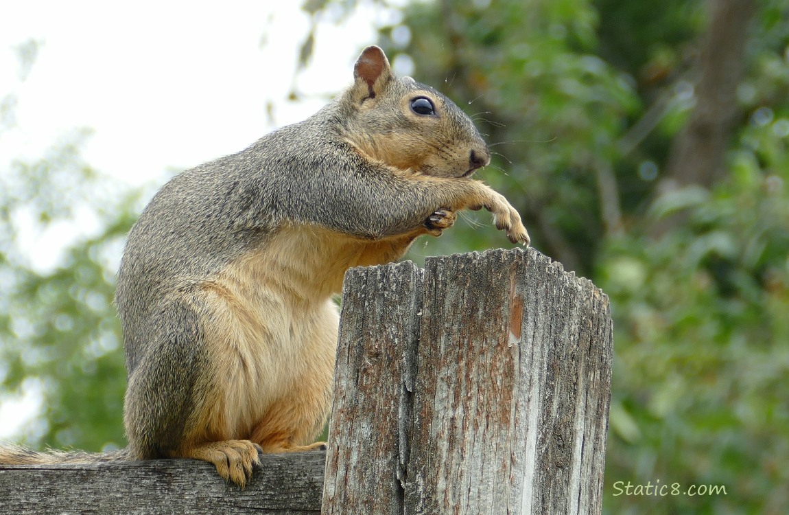 Squirrel grooming his arm