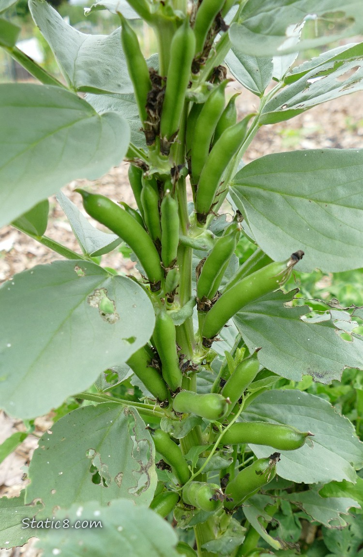 Fava beans growing on the plant