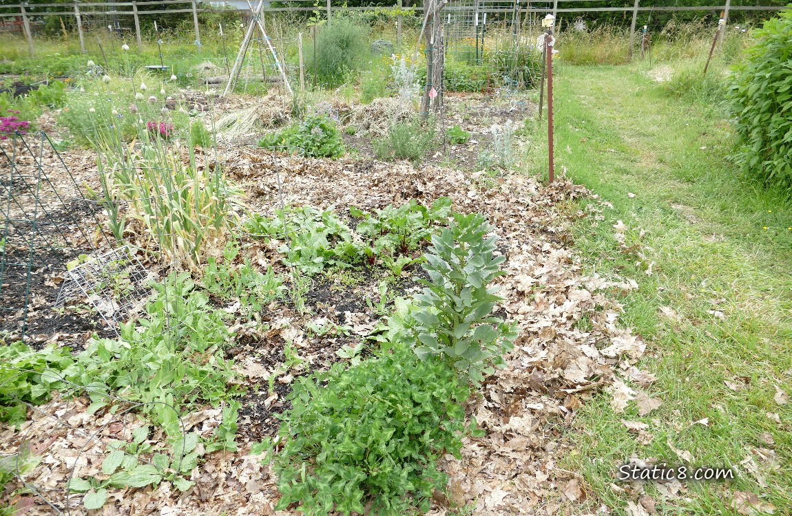 Garden plot after