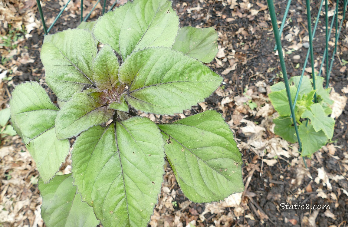 Sunflower and small cucumber plant