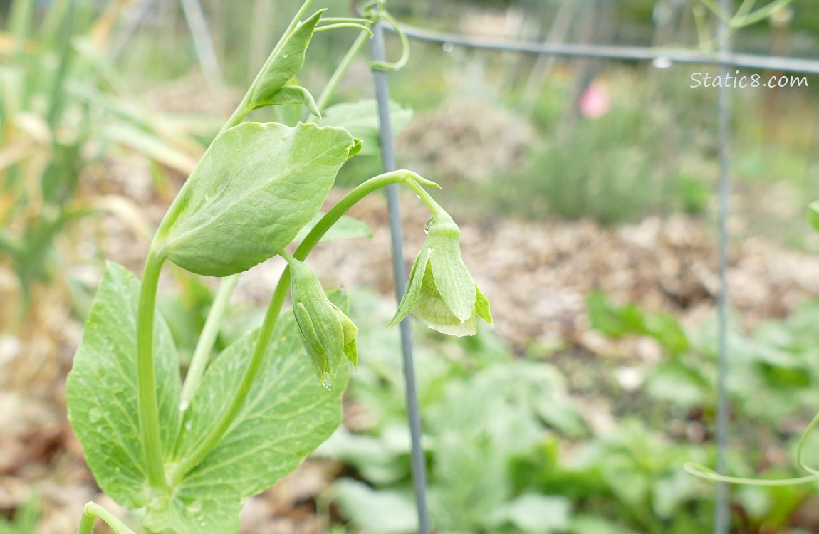 Snap Pea blooms