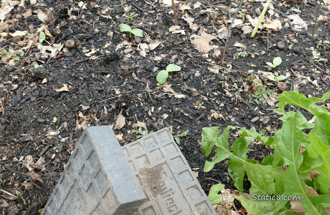 Bricks and tiny squash seedlings
