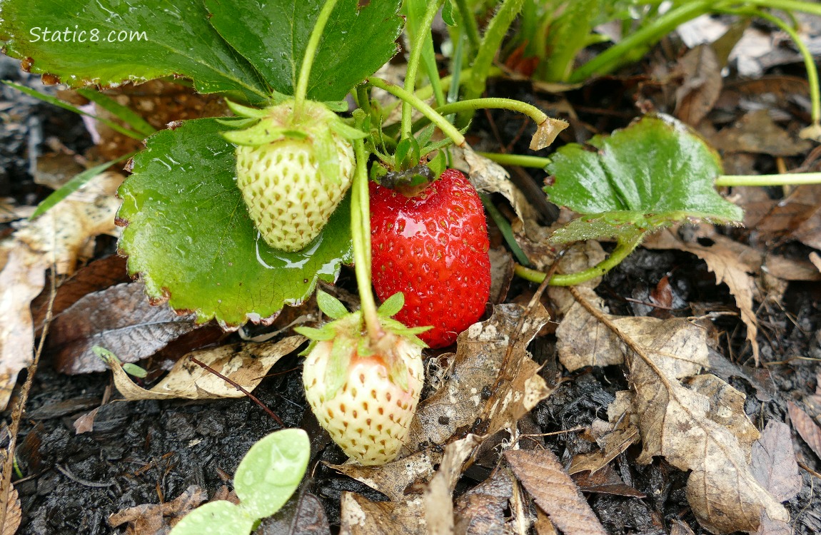 Strawberry fruits ripening on the plant