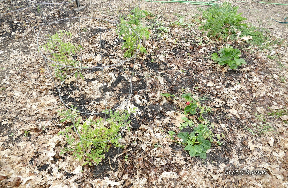 Tomato patch