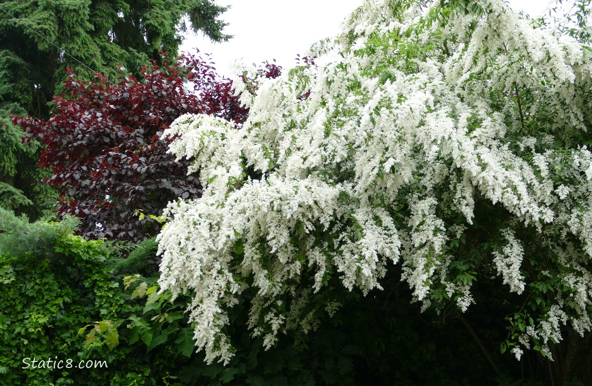White flowering tree