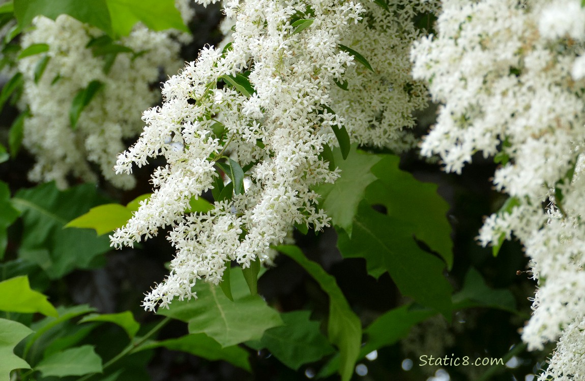 White flowers of the bush