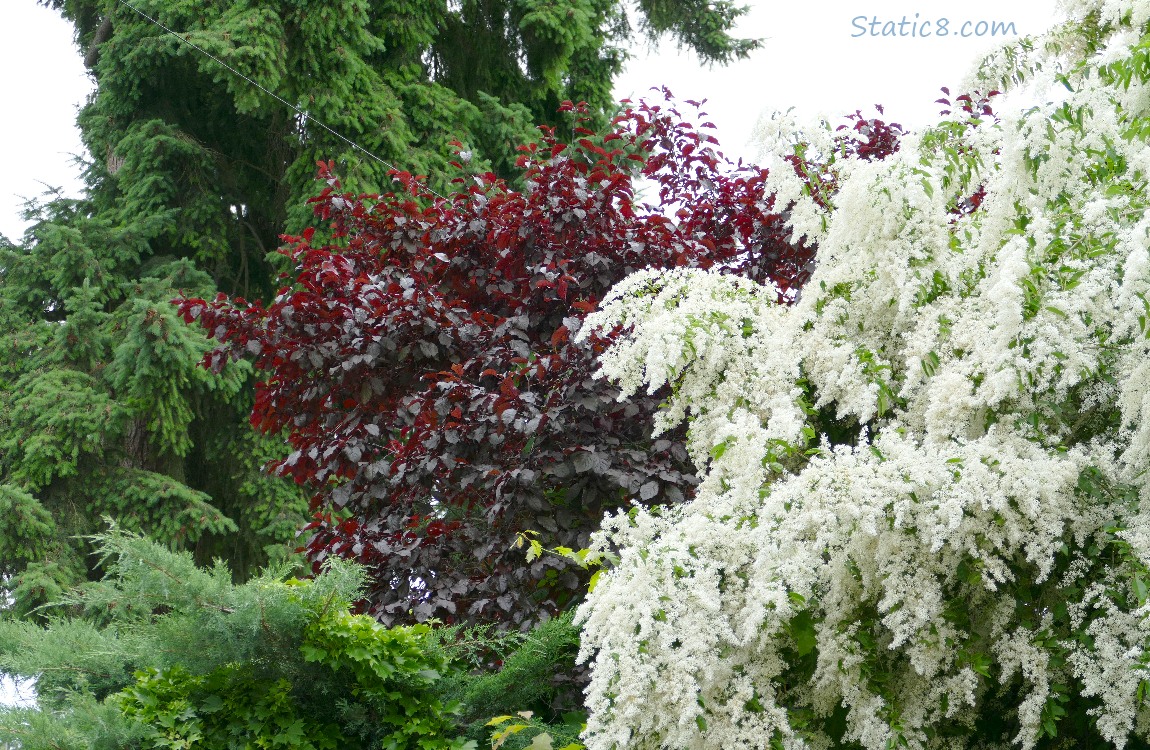 White flowering tree in front of a purple leaf plum