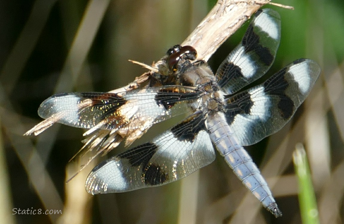 Eight Spot Skimmer dragonfly standing on a twig