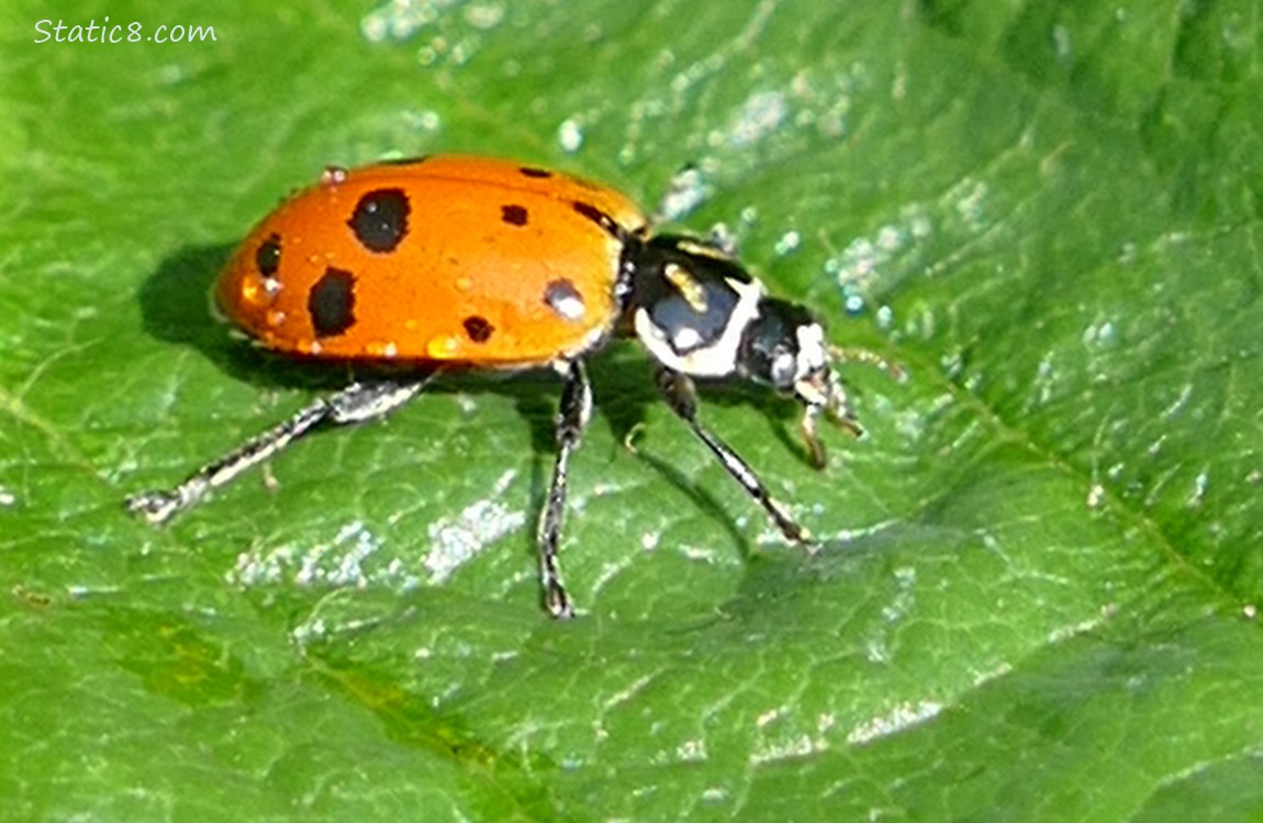 Convergent Ladybug
