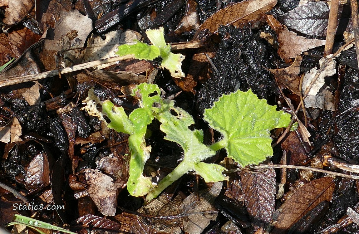 Munched Squash seedlings