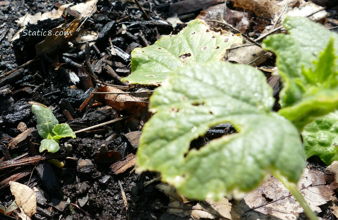 Cucumber plants growing