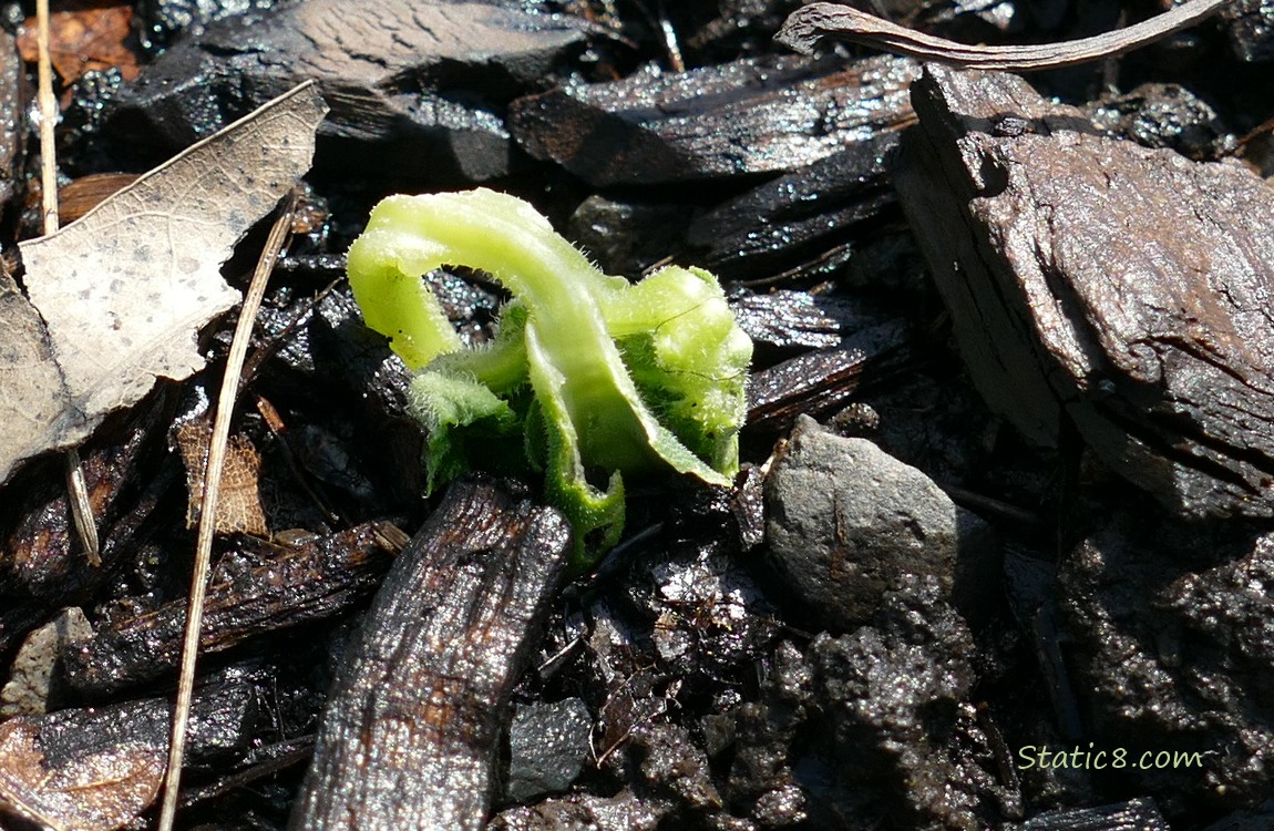 Cucumber seedling