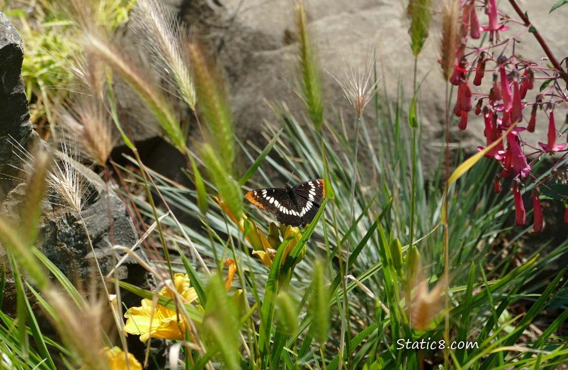 Lorquin Admiral butterfly surrounded by plants