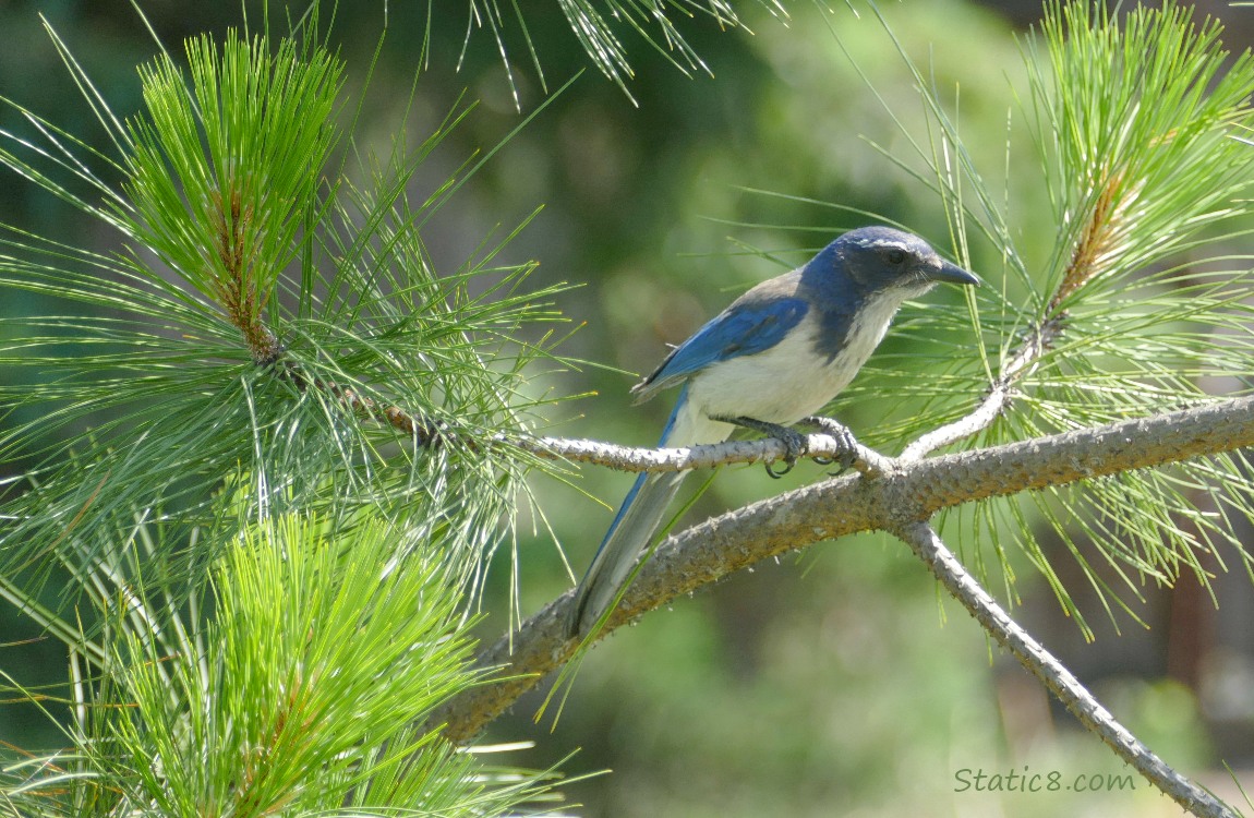 Scrub jay standing on a twig surrounded by pine needles