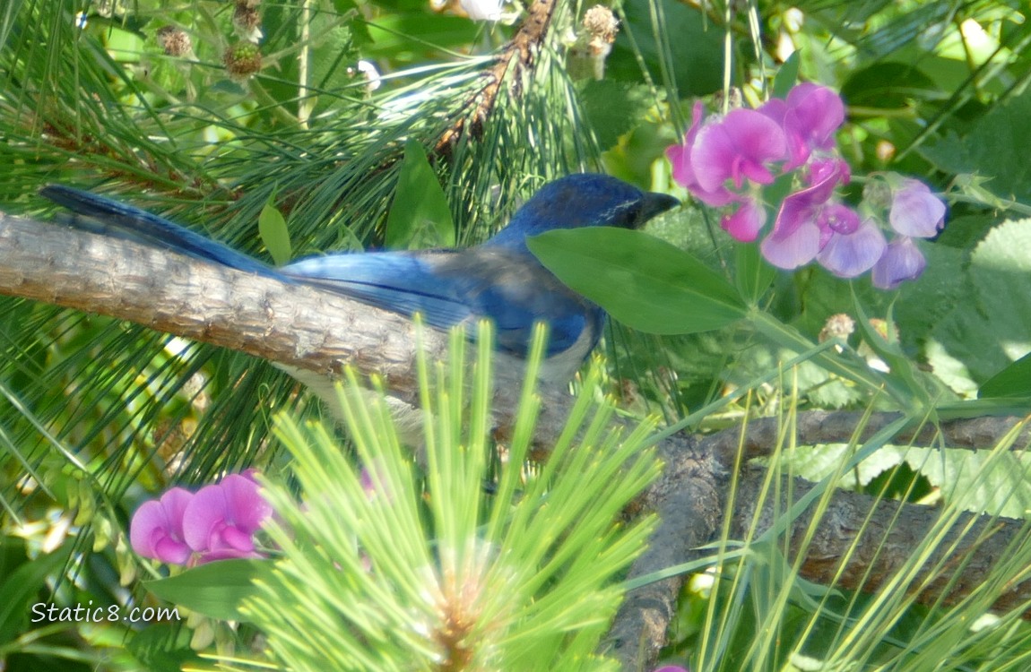 Scrub Jay in a pine tree standing behind leaves and pine needles
