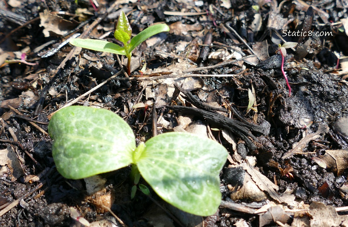 Squash seedling