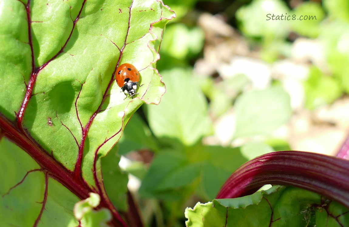 Ladybug walking on a beet leaf