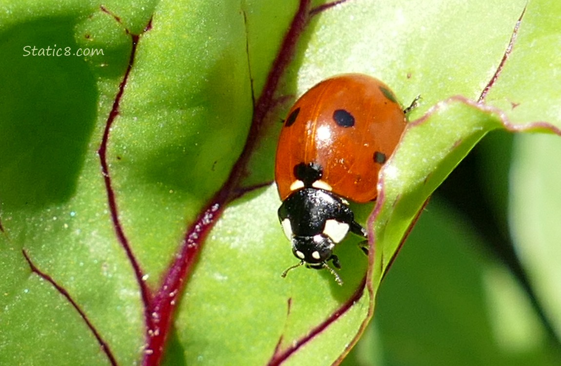 Ladybug walking on a beet leaf