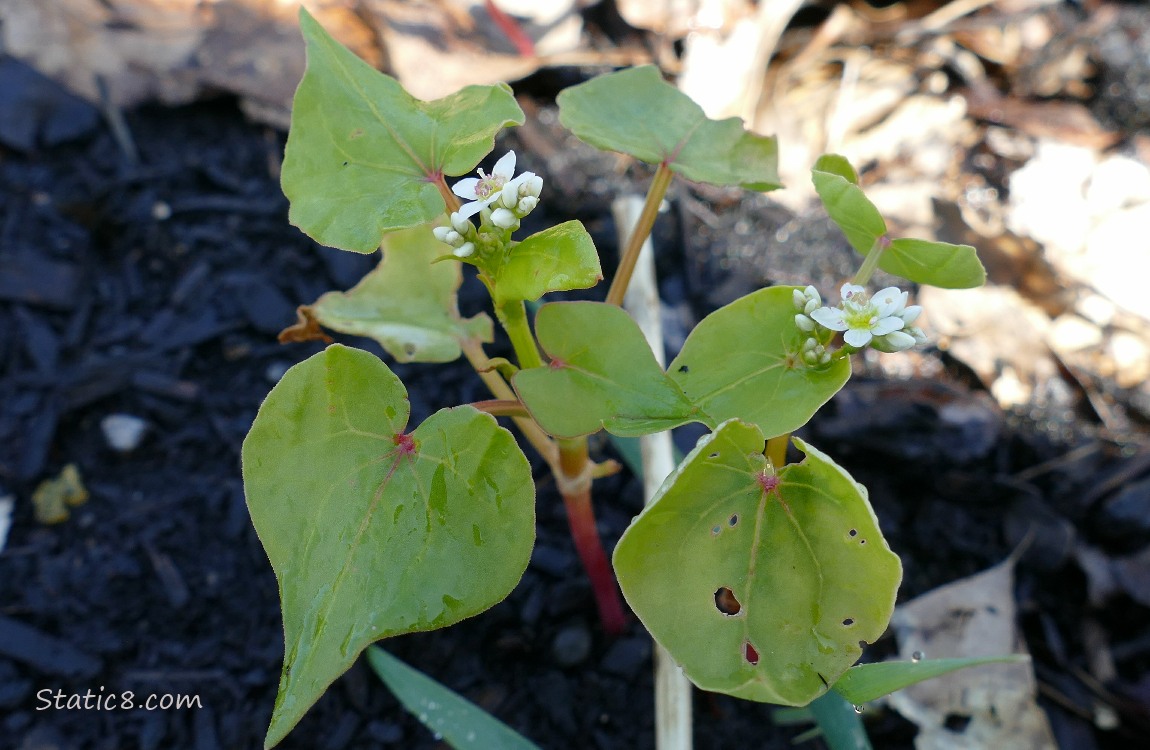Buckwheat with blooms