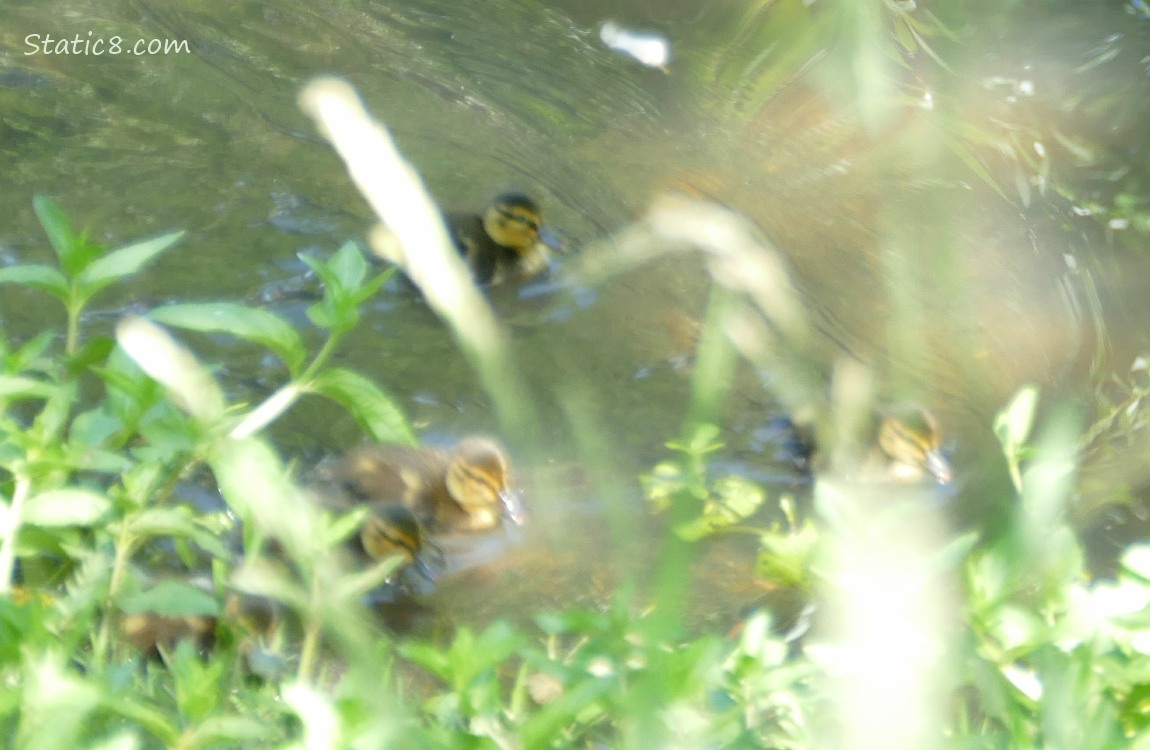 Blurry ducklings paddling on the water behind grass