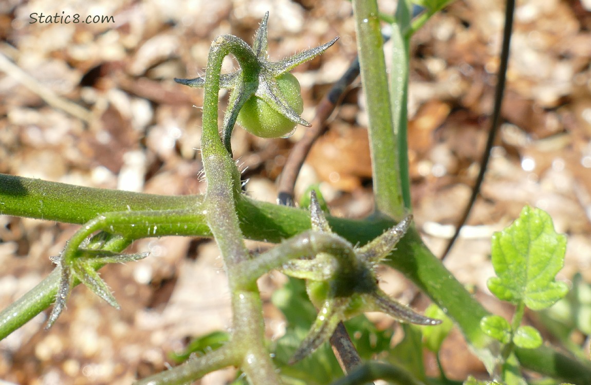 Green tomato growing on the vine