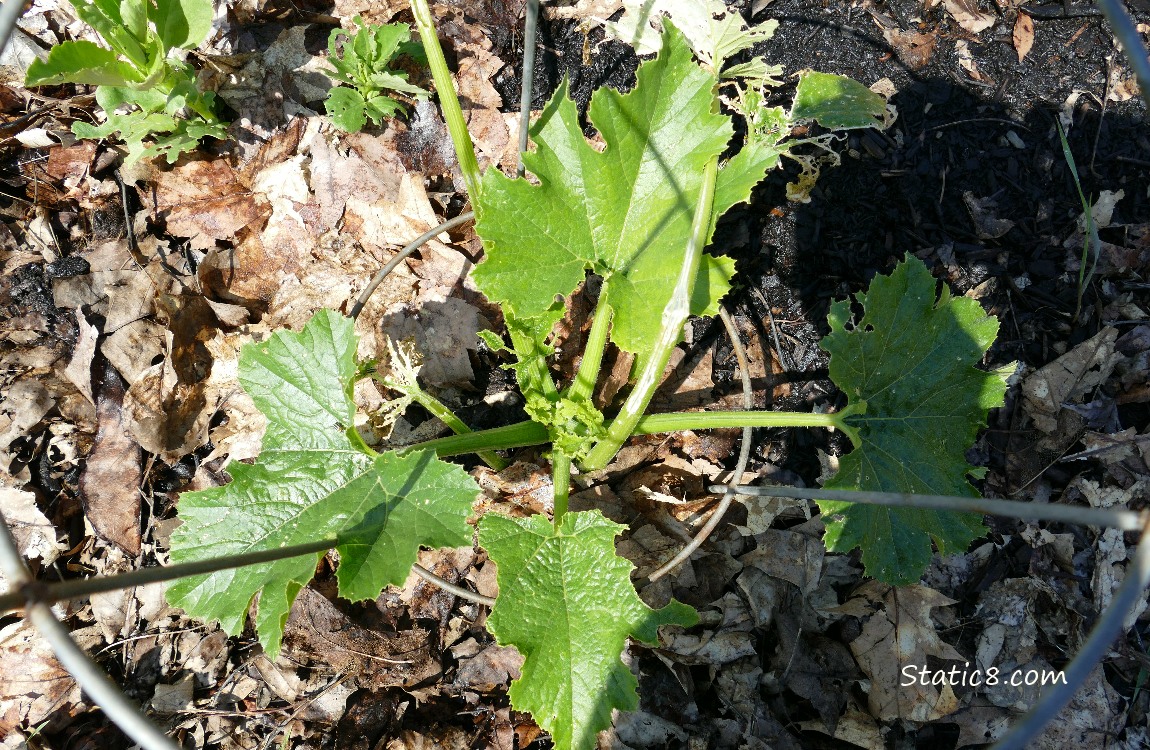 squash plant