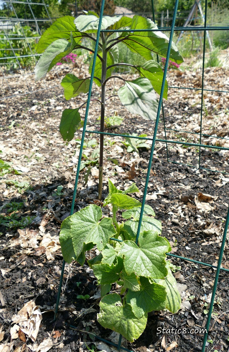 Sunflower standing over a cucumber plant