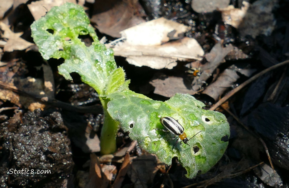 Striped Cucumber Beetle standing on a squash seedling