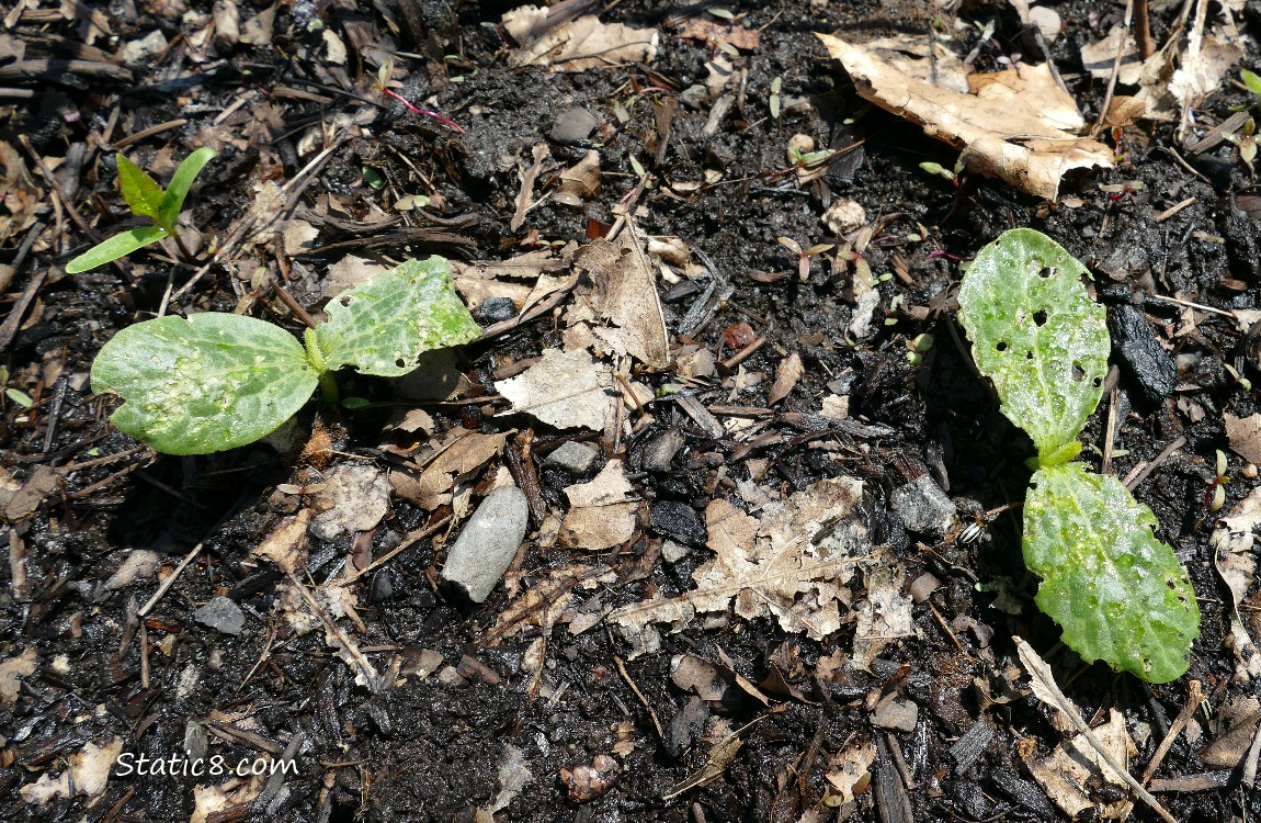 Squash seedlings riddled with holes