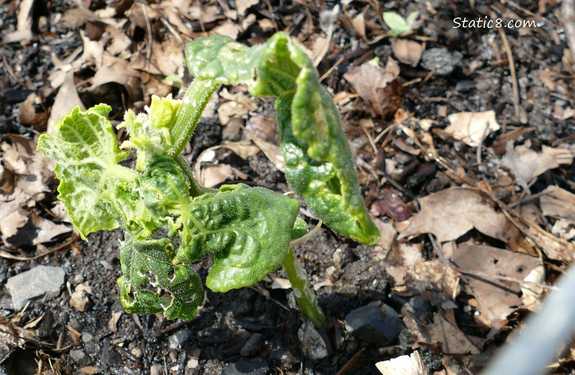 Warped Cucumber seedling
