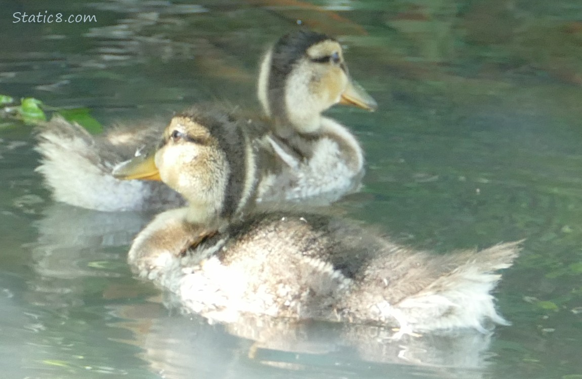 Ducklings paddling on the water