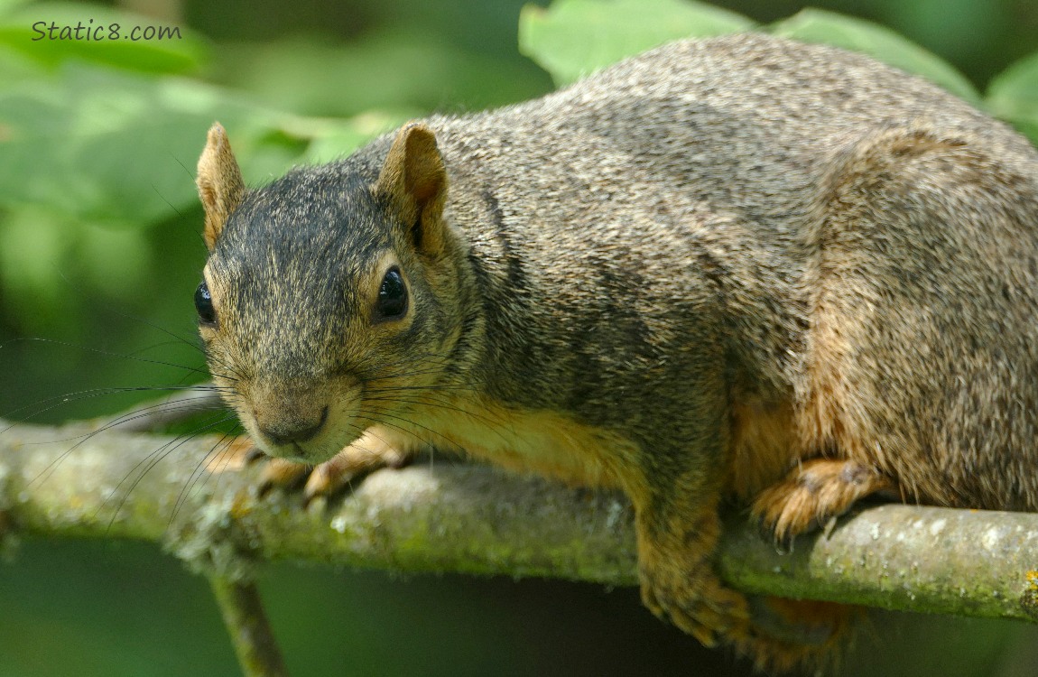 Squirrel balancing on a branch