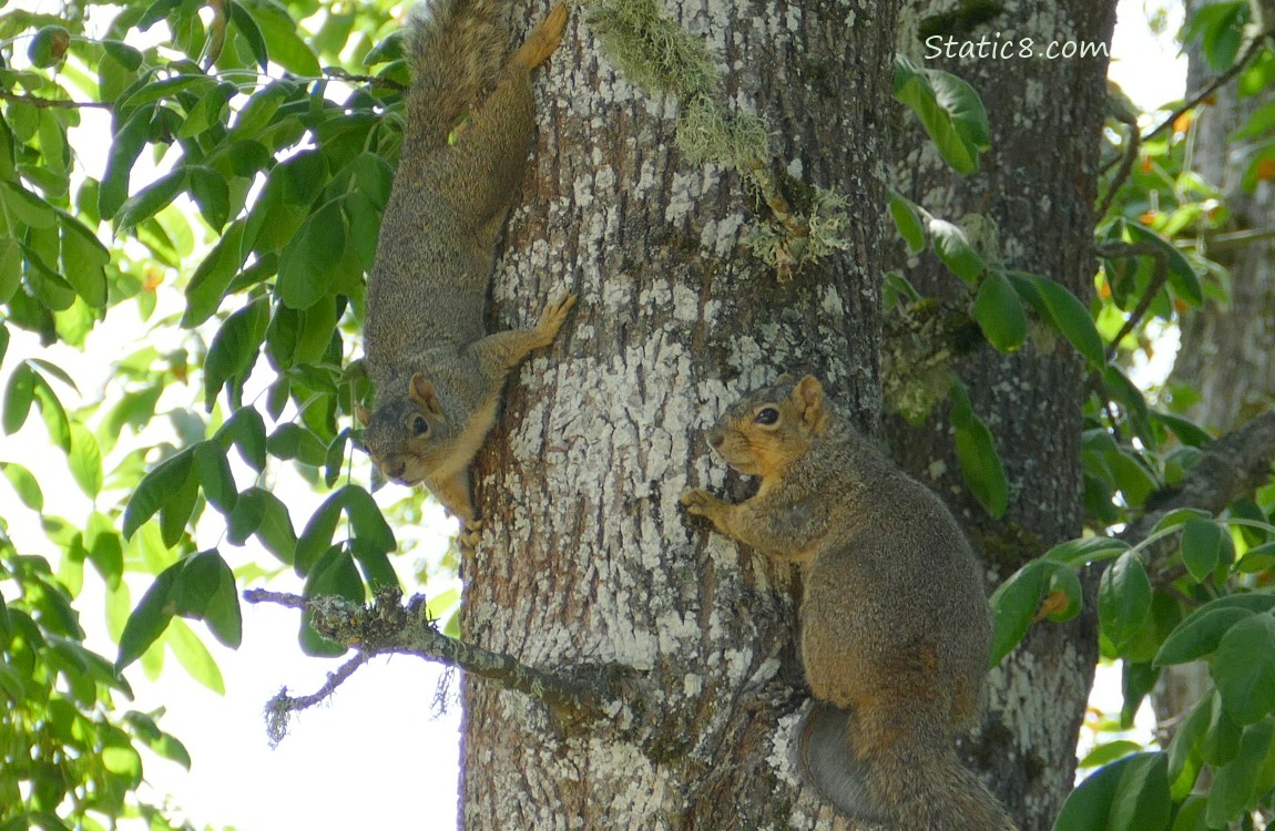 Squirrels on the side of a tree trunk