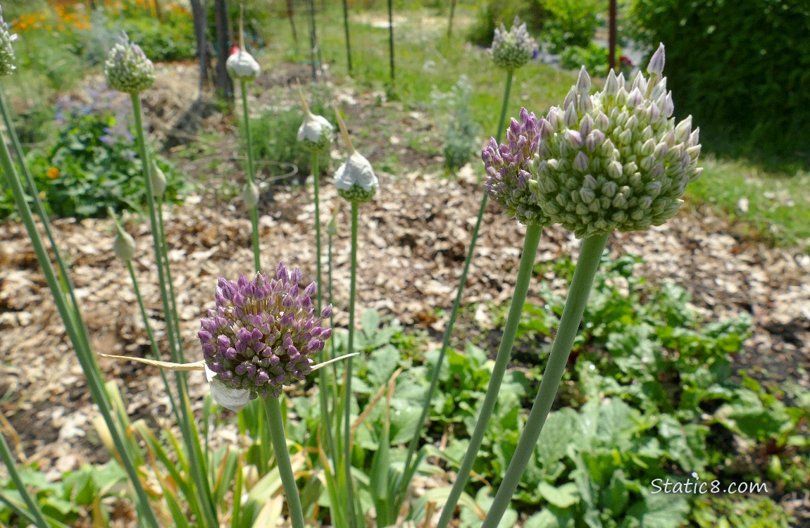 Garlic blooms