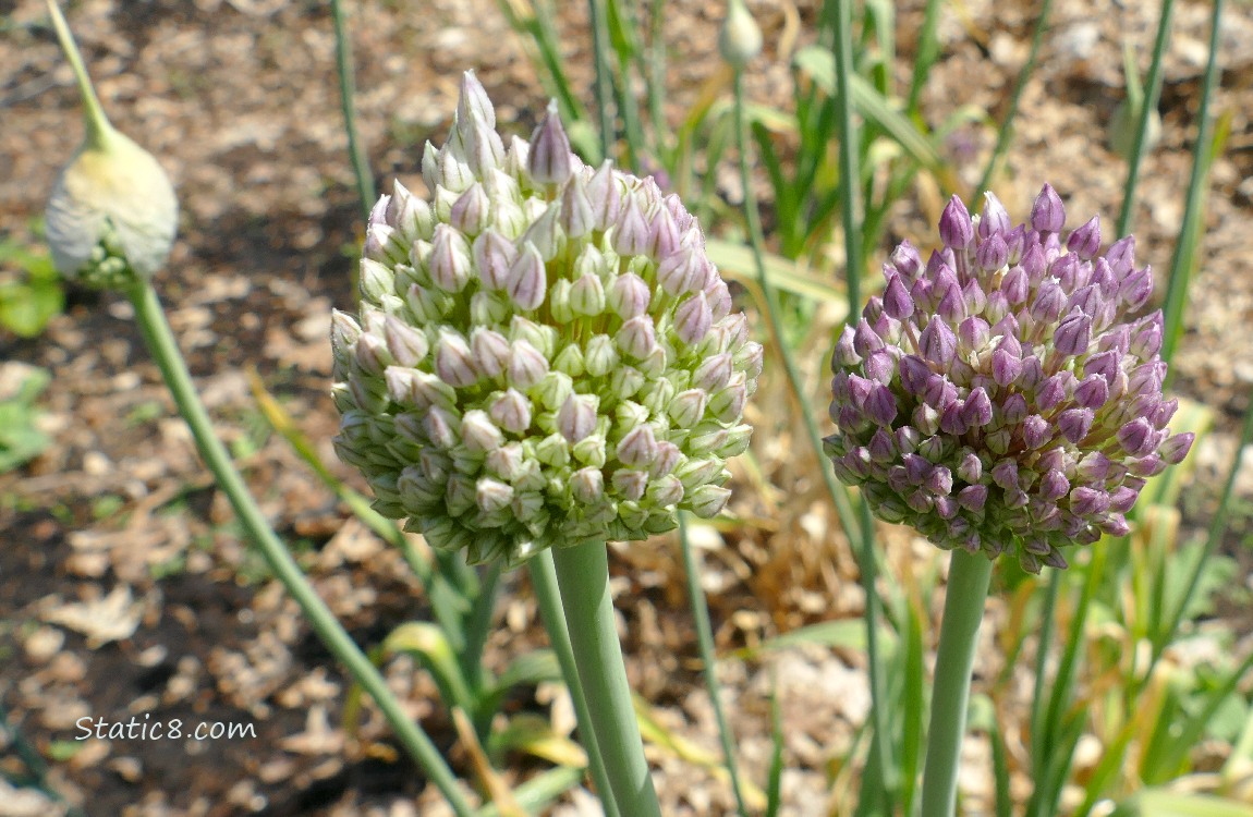 Garlic blooms