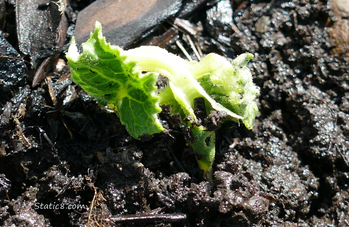 cucumber seedling