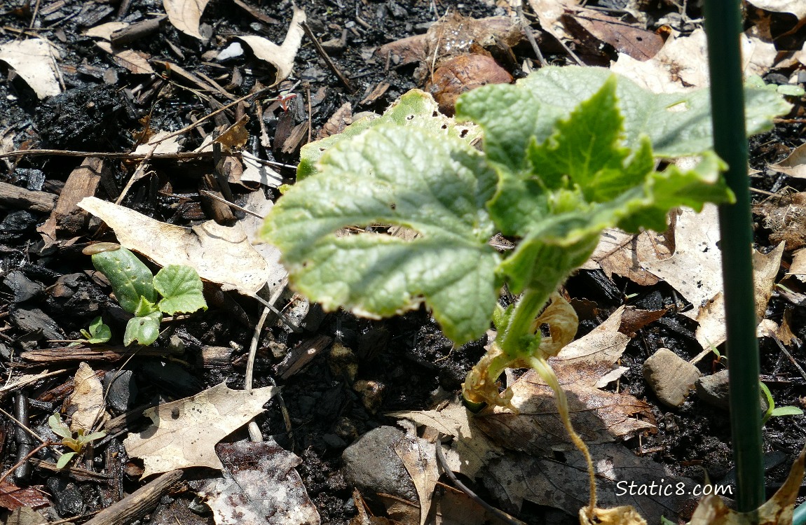 Cucumber seedlings