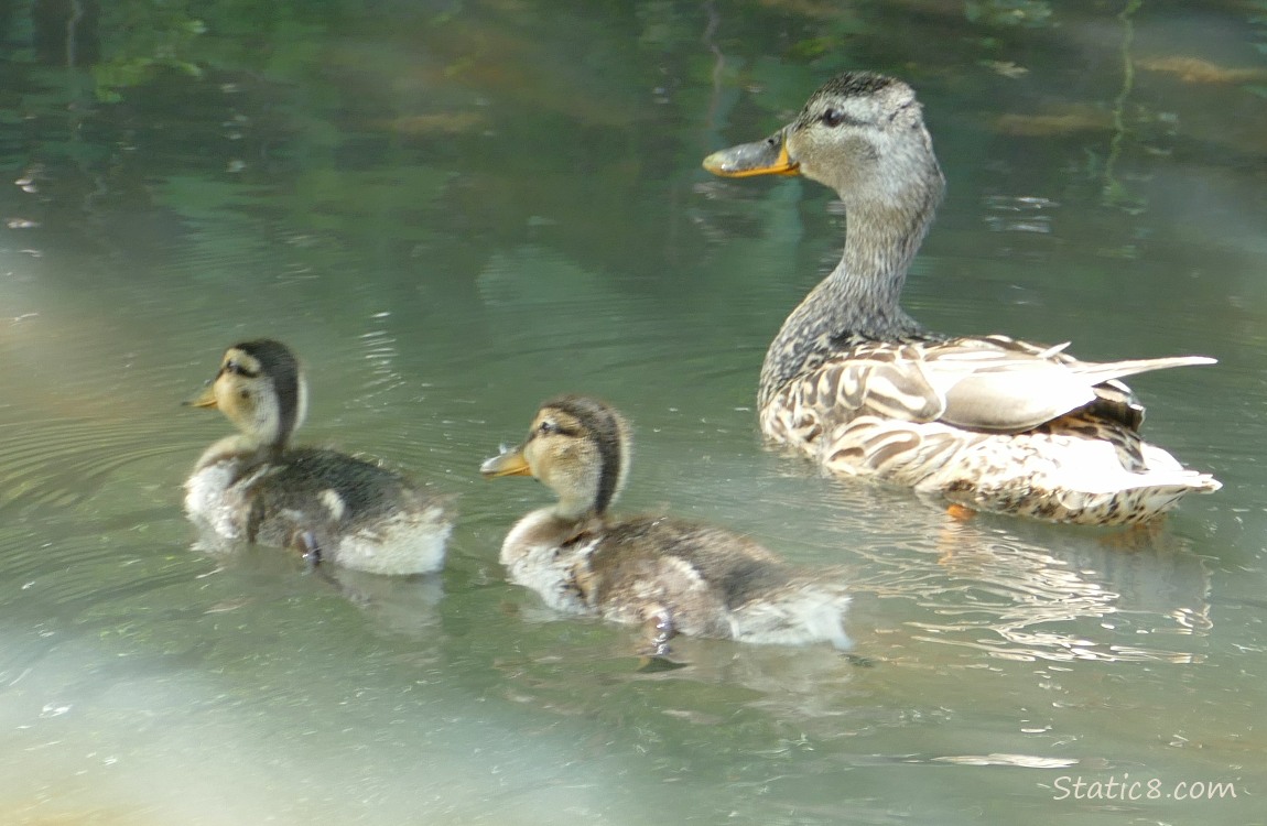 Mama Mallard with two ducklings paddling on the water