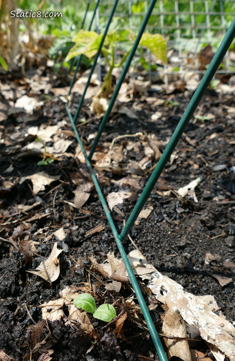 Seedling under a trellis