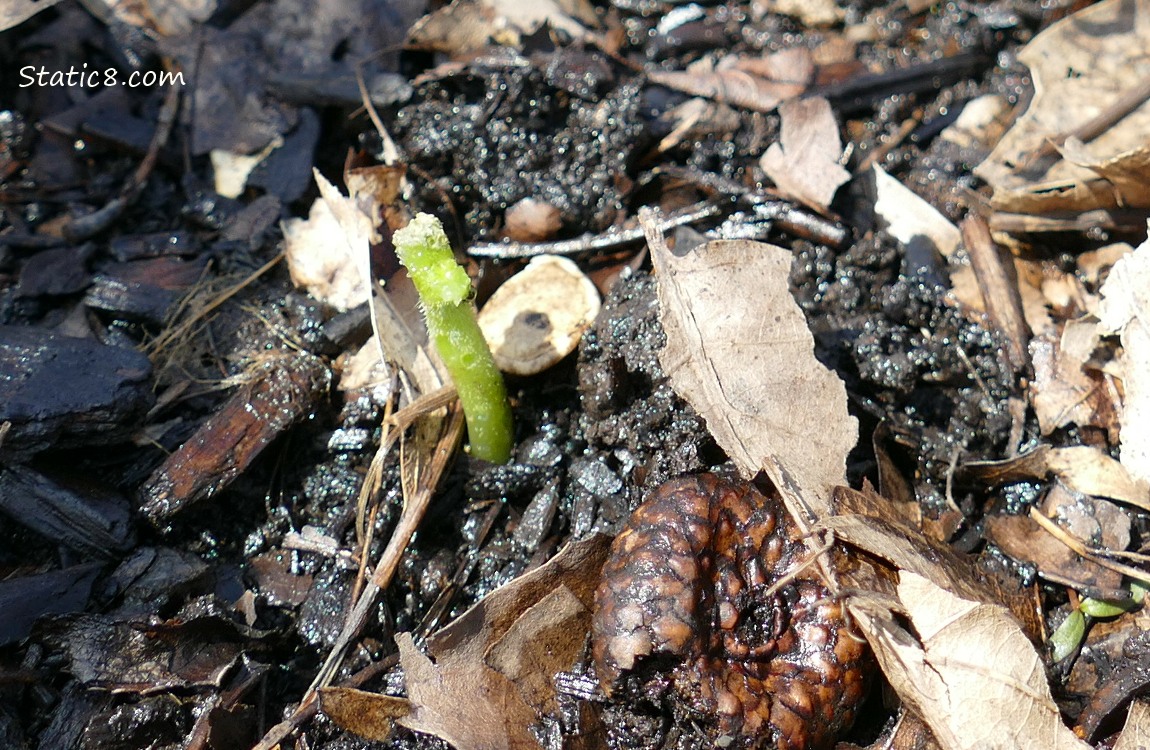 Green stem growing in dirt
