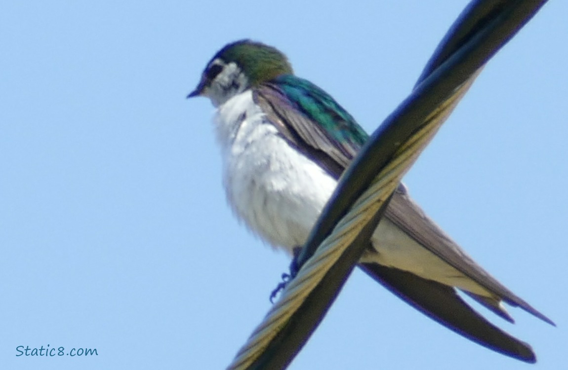 Violet Green Swallow standing on a power line with the blue sky behind