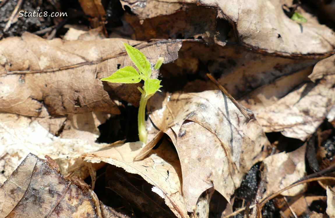 Wax Bean seedling