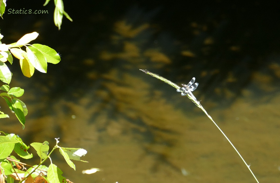 Dragonfly standing on a twig in front of shaded water