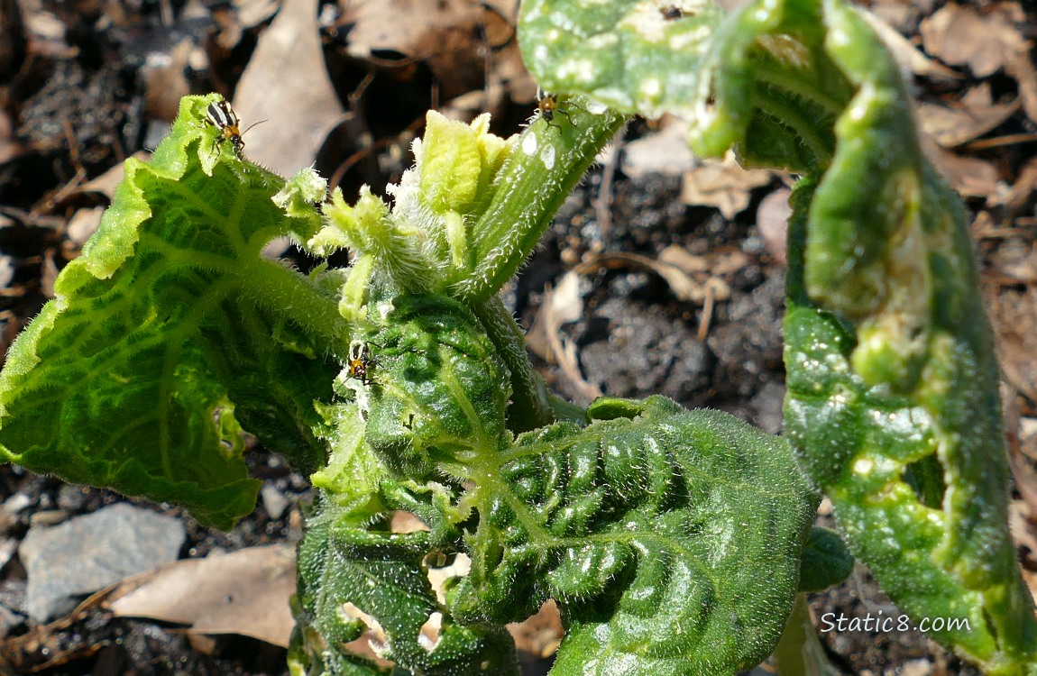 Striped Cucumber Beetles on a warped cucumber plant