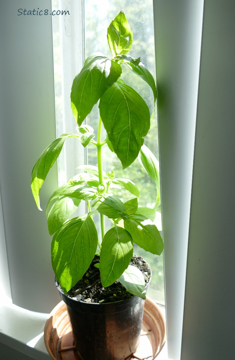 Basil plant sitting on a window sill with the blinds closed