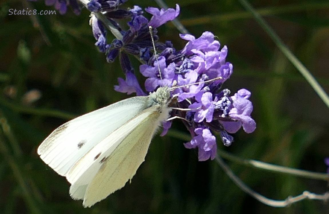 Cabbage White butterfly hanging from a sprig of English Lavender